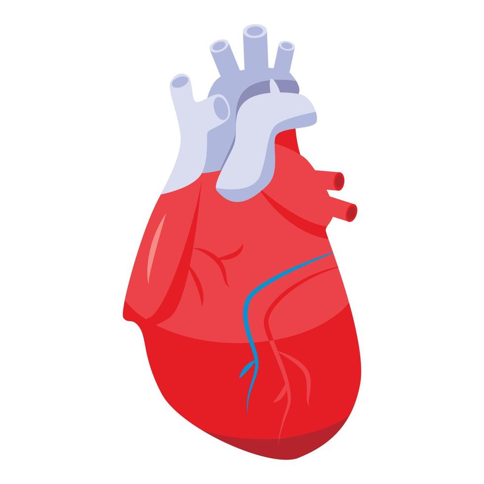 Human heart icon, isometric style vector