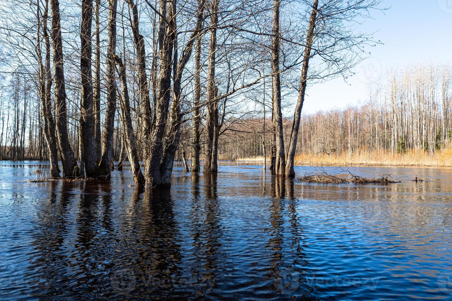 Soomaa National Park in Flooding photo