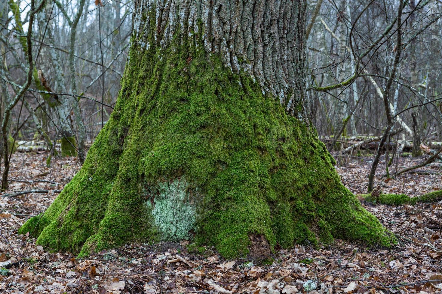 Exposed tree roots photo