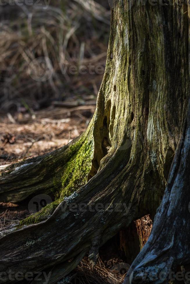 A Rotten Tree Stump photo