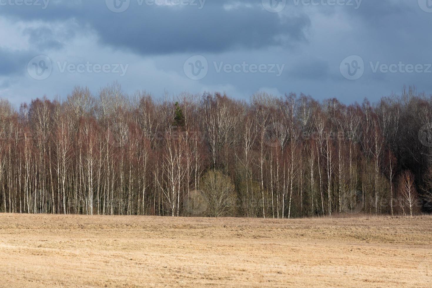 Early Spring Landscapes photo