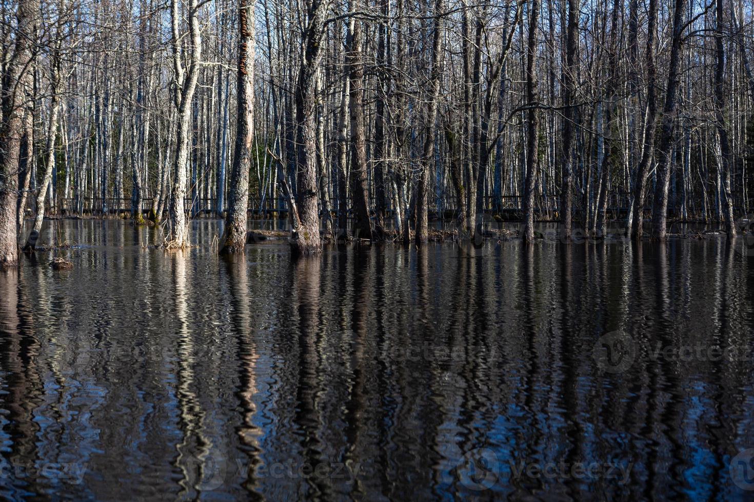 Soomaa National Park in Flooding photo