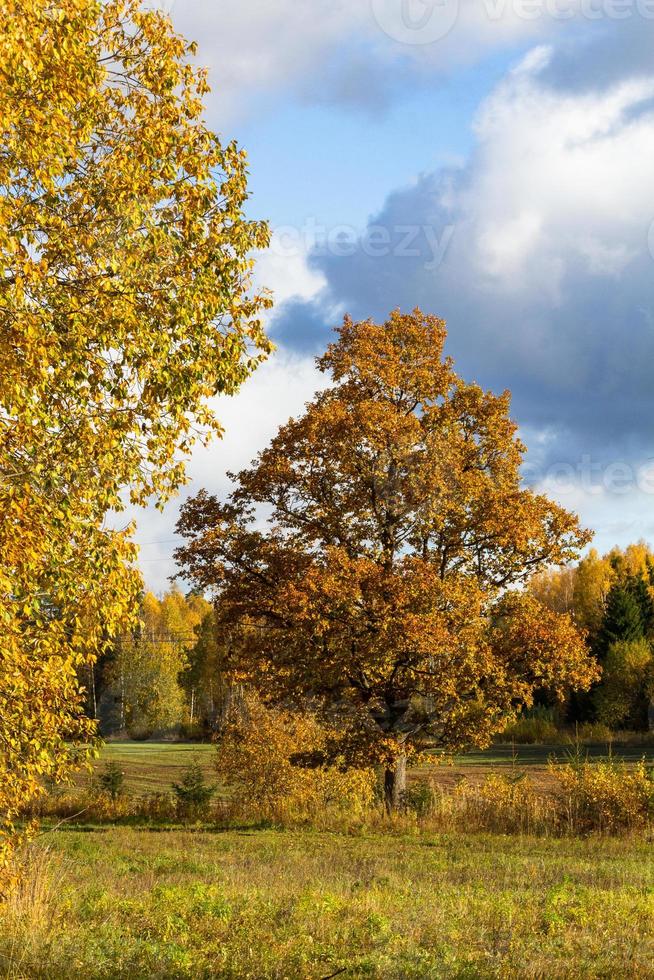 Autumn Landscape With Yellow Leaves on a Sunny Day photo