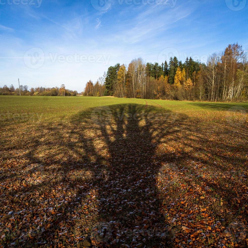 Autumn Landscape With Yellow Leaves on a Sunny Day photo