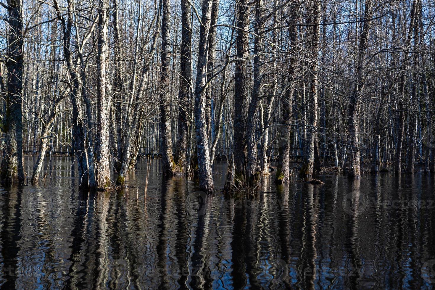 Soomaa National Park in Flooding photo