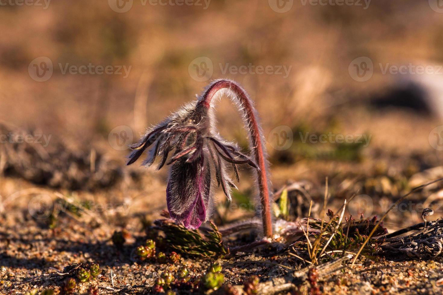 Meadow Pasqueflower in a seaside meadow photo
