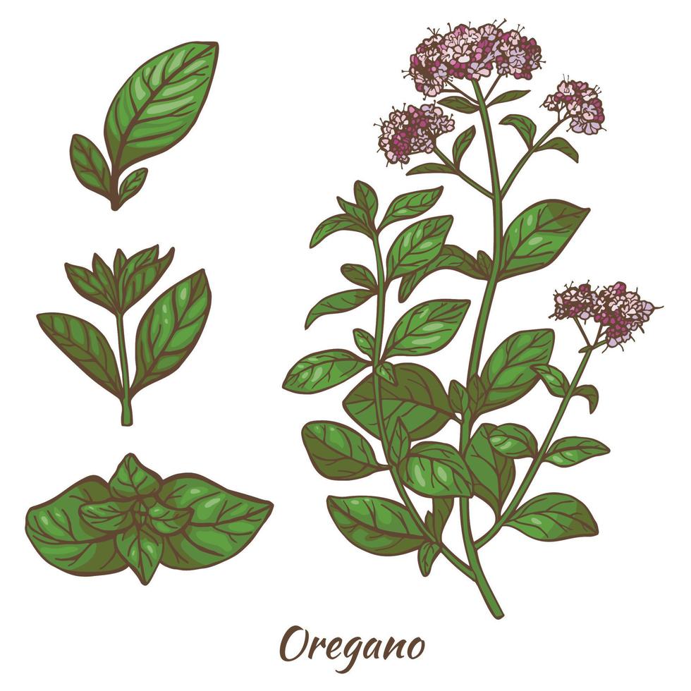 Color Oregano Plant and Leaves in Hand Drawn Style 15564906 Vector Art