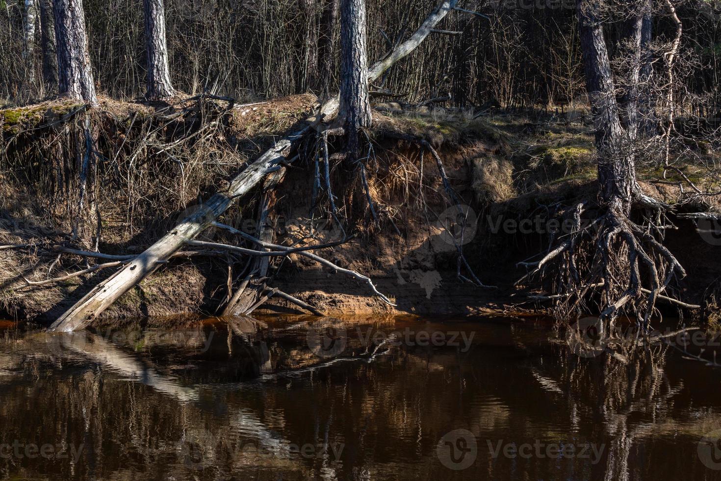 Exposed tree roots photo