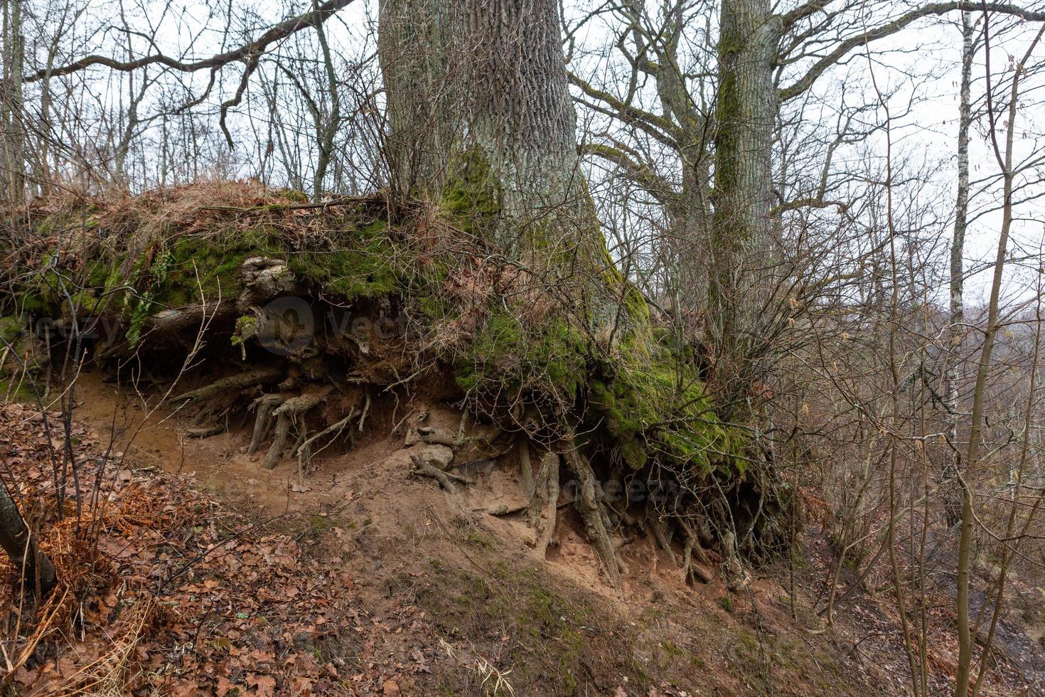 Exposed tree roots photo