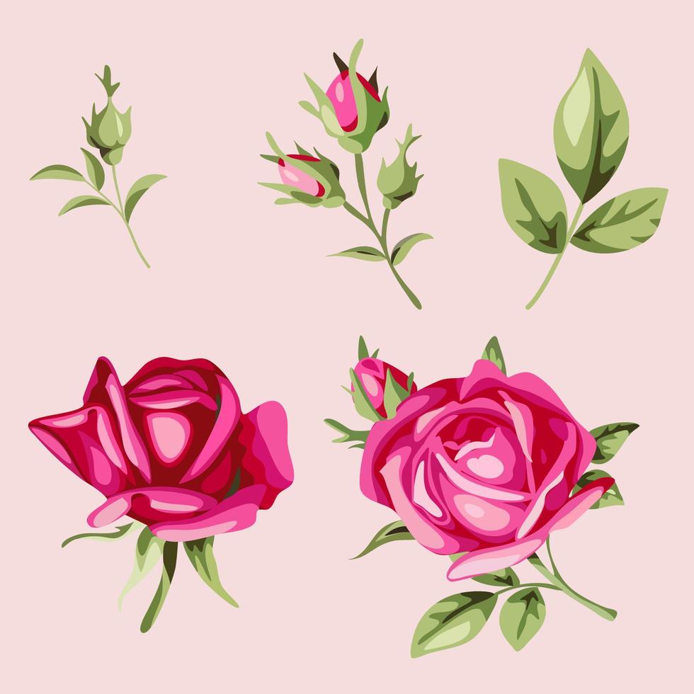 Set Collection rose vector