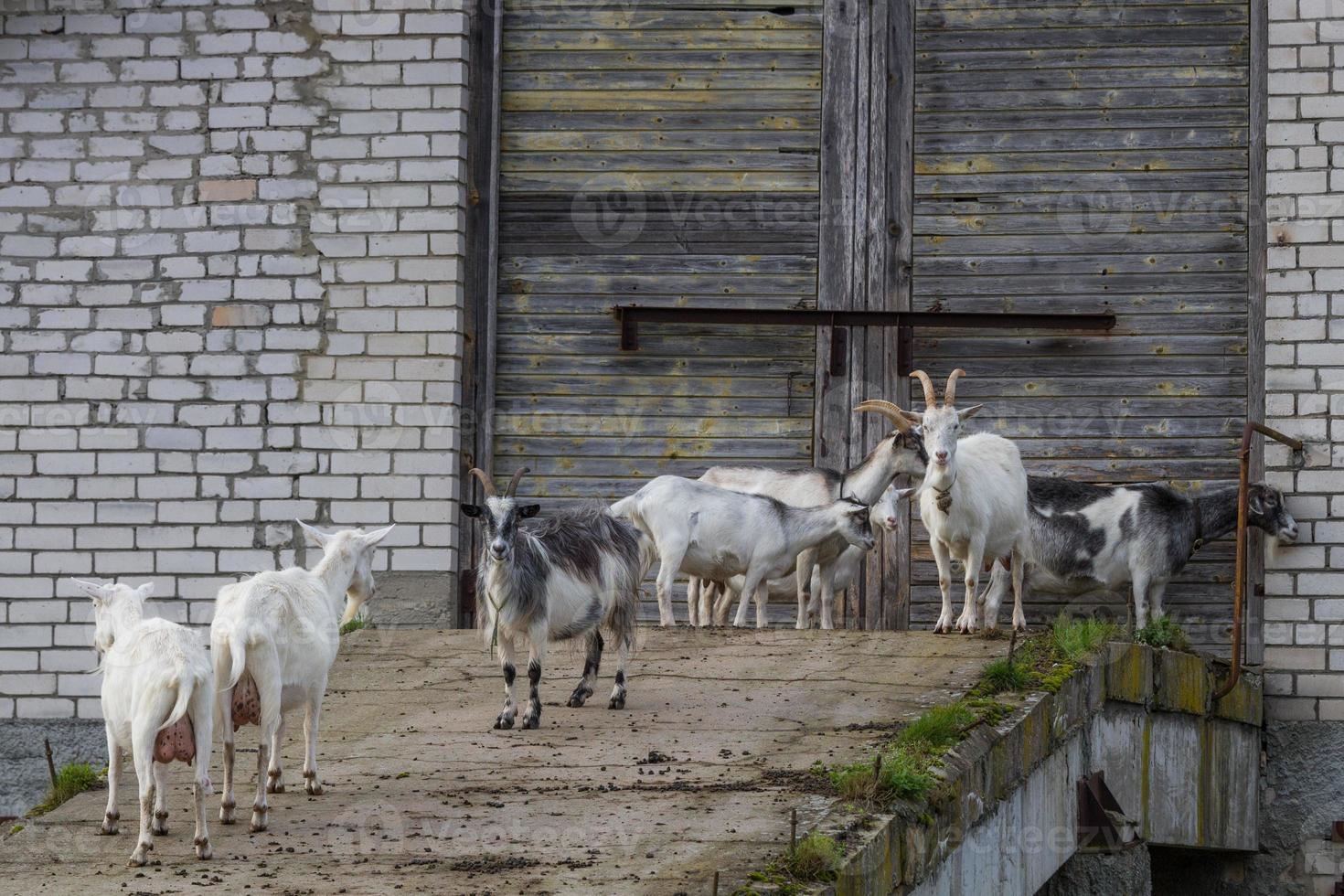 cabras pastando al aire libre foto