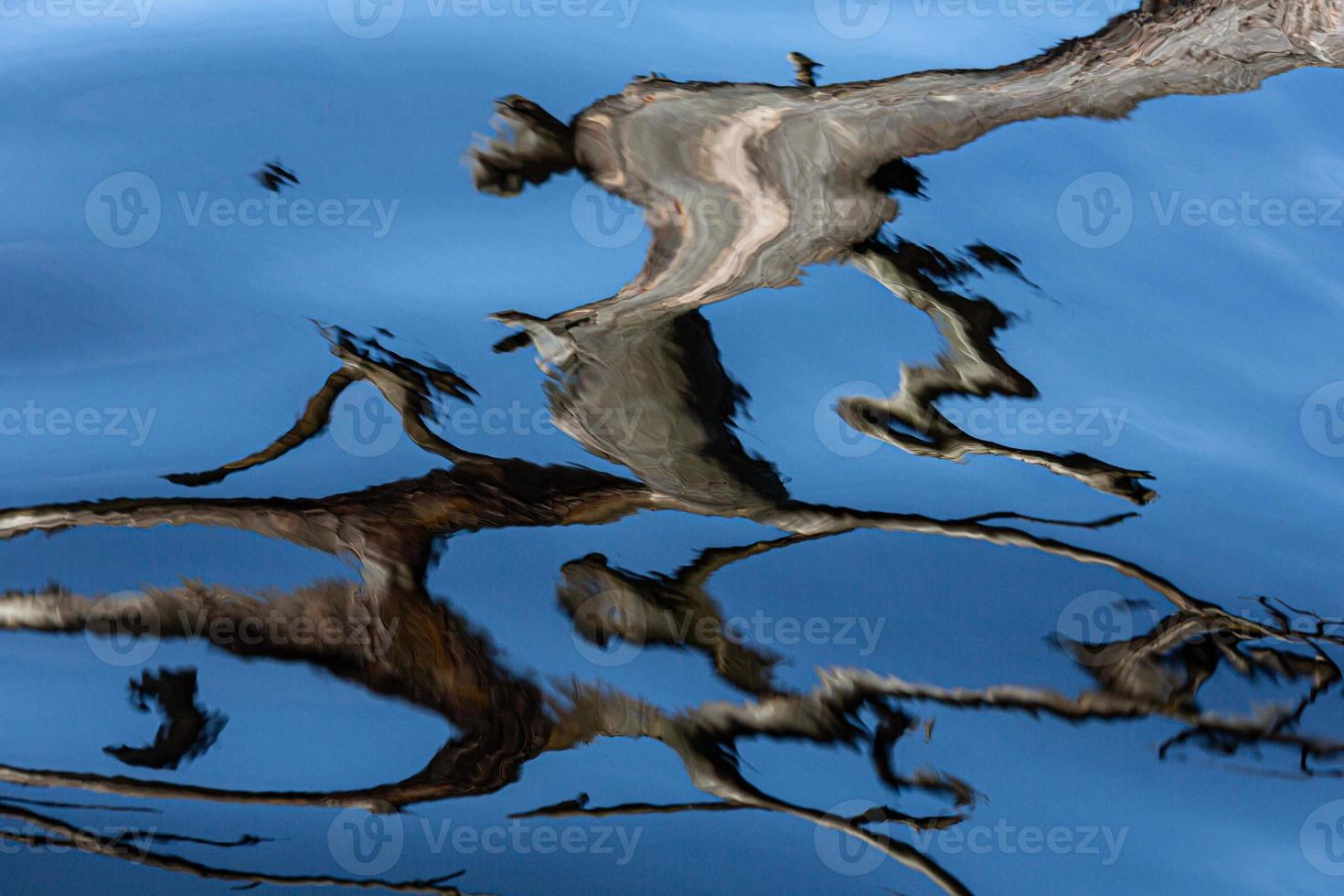 Reflection in Water on a Blue Background photo