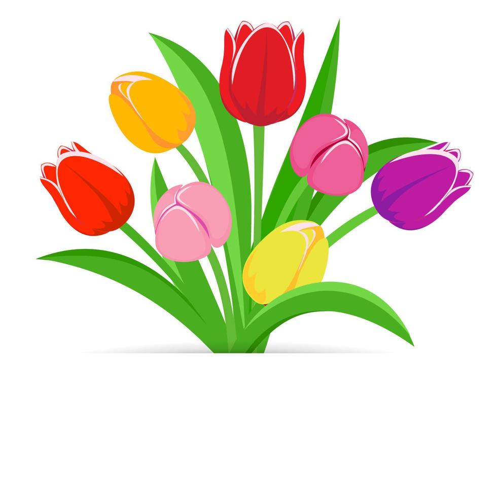 Bouquet of tulips. Vector illustration.