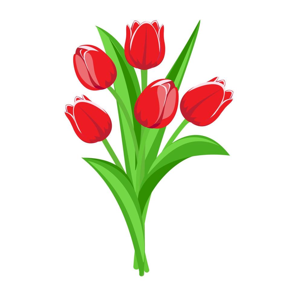 Bouquet of red tulips. Vector illustration.