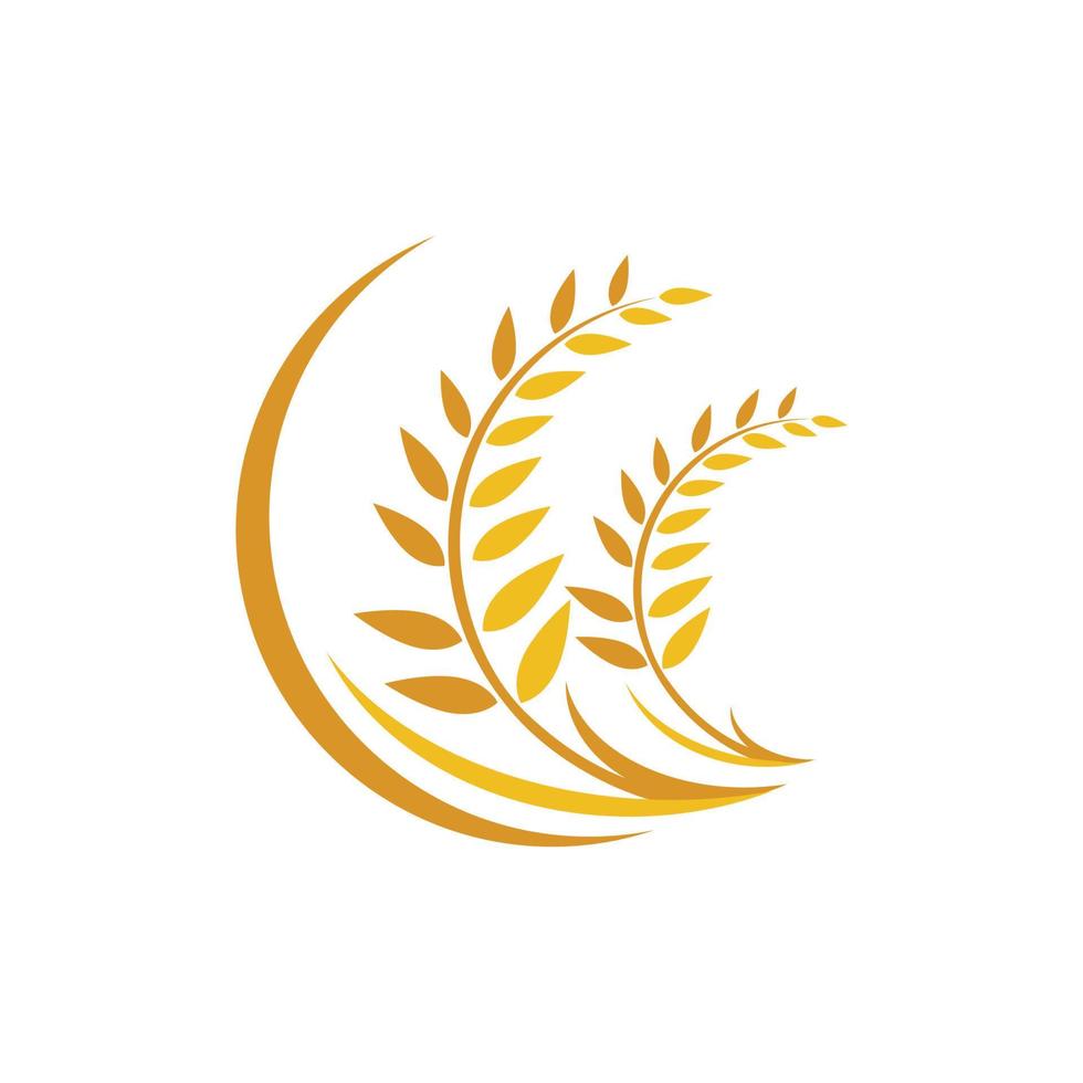 Agriculture wheat vector