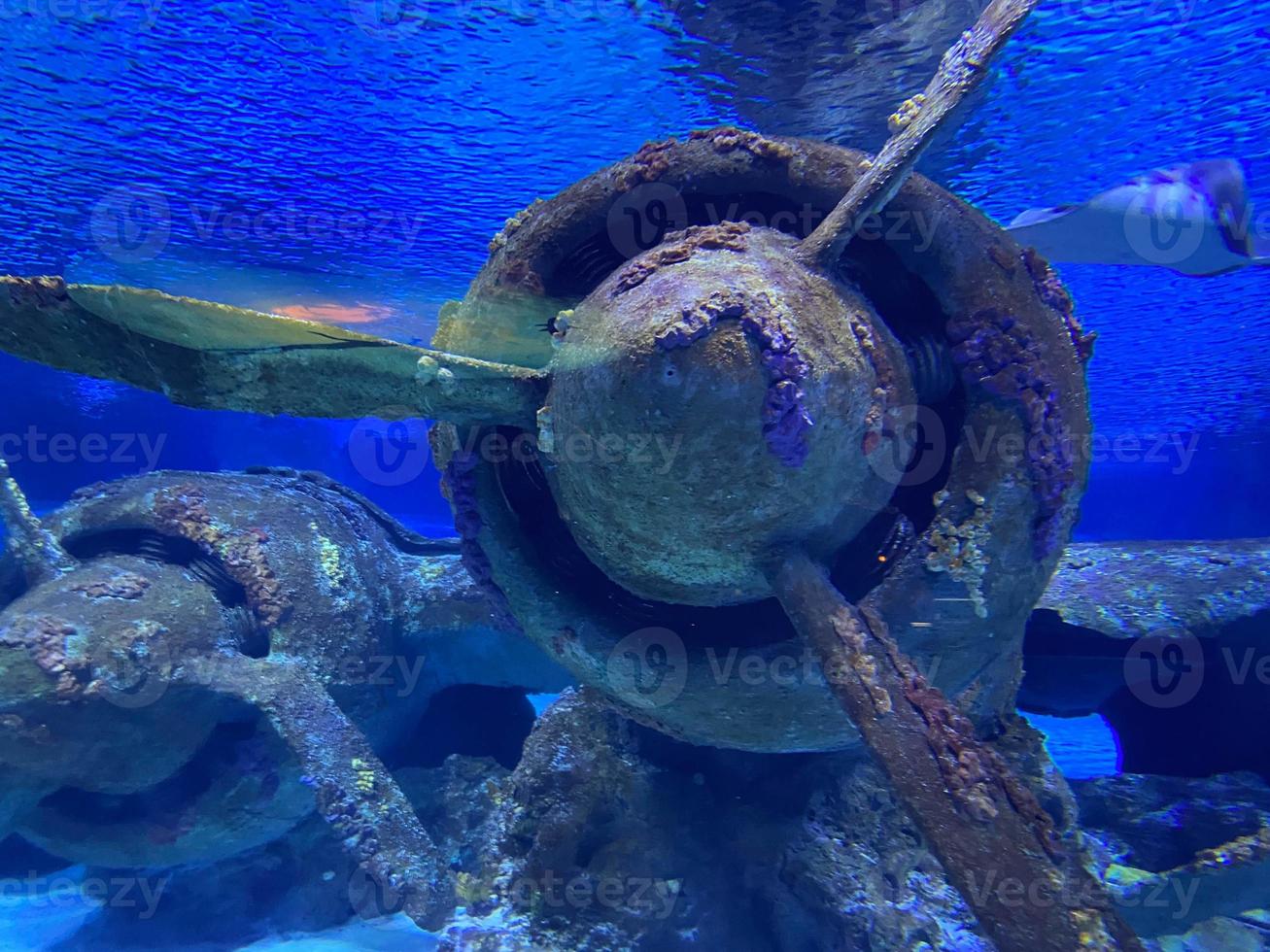 A shot of a cockpit from an underwater sunken plane called the Betty Bomber in Chuuk Lagoon. The Japanese aircraft was destroyed in operation hailstone during the second world war photo