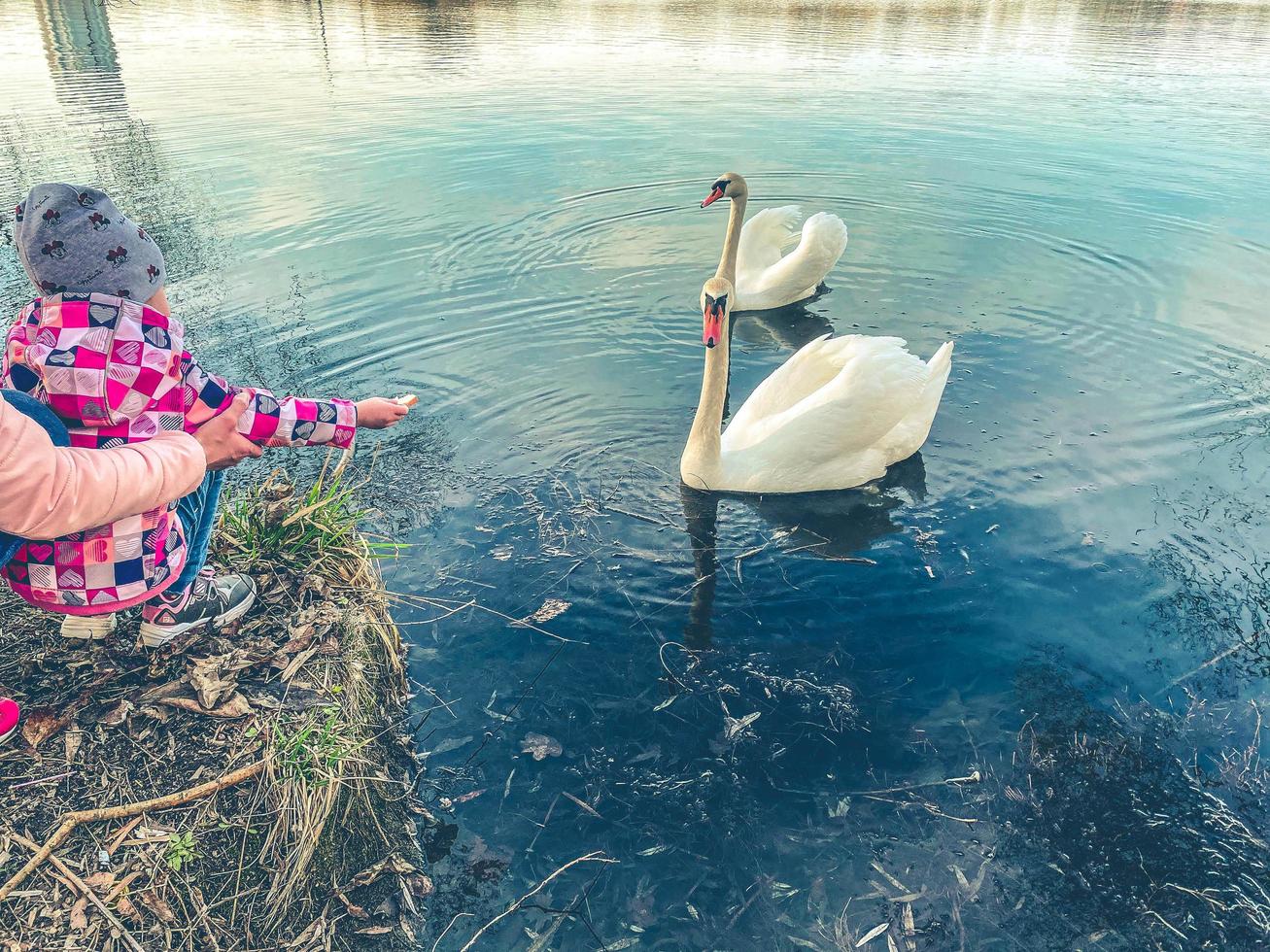 a pair of lovebirds. two white swans swim together on the water. birds rest on the pond. swans have natural soft plumage photo