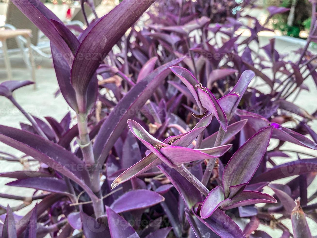 planta exótica tradescantia purpurea. flor con hojas moradas, planta tropical de países cálidos. cultura de color inusual. Flores moradas 15582614 Foto de stock en Vecteezy planta exótica tradescantia purpurea. flor con hojas moradas, planta tropical de países cálidos. cultura de color inusual. Flores moradas 15582614 Foto de stock en Vecteezy