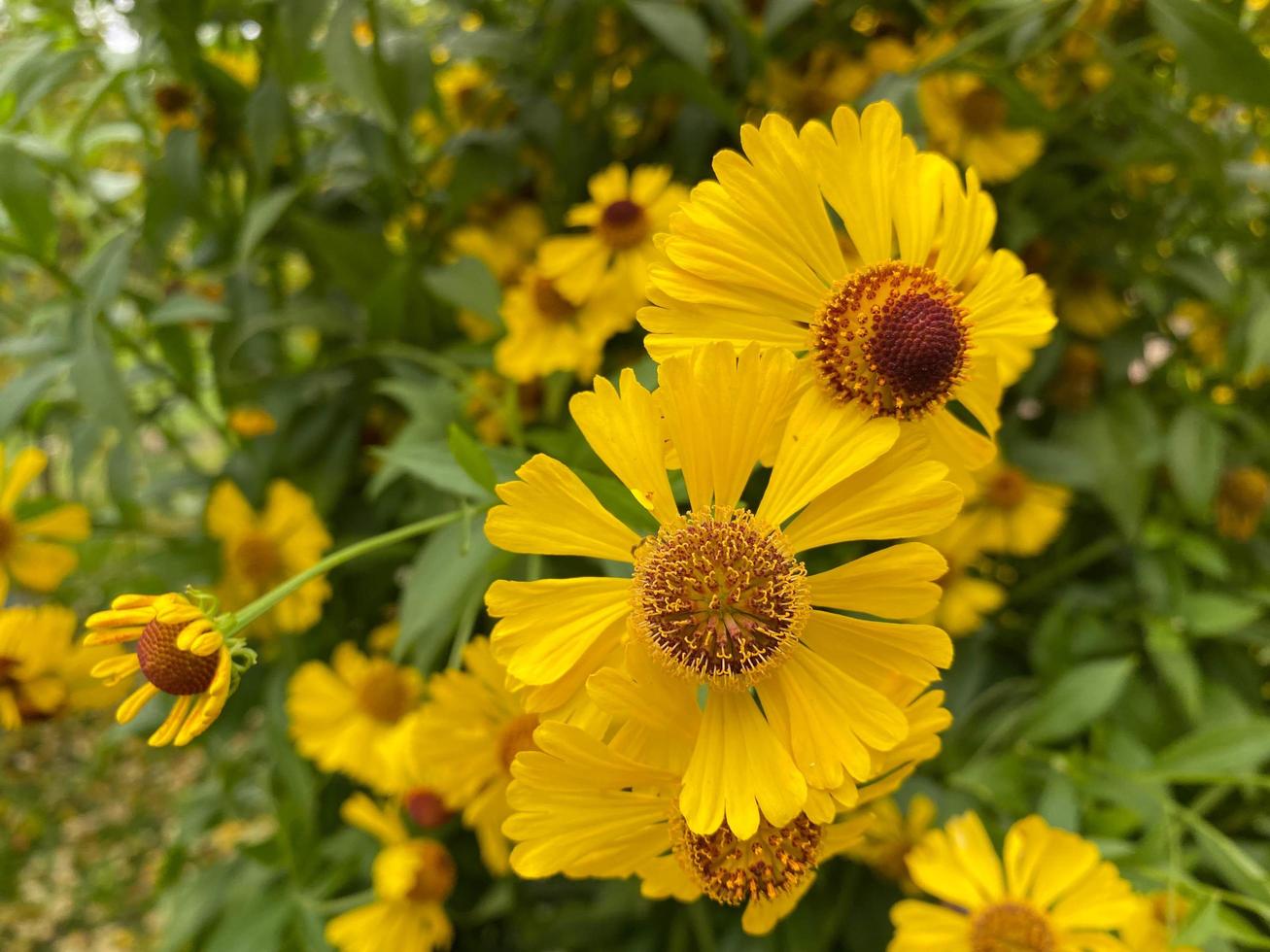 Closeup of yellow Cosmos flower on blurred green background under sunlight with copy space using as background natural flora landscape, ecology cover page concept photo