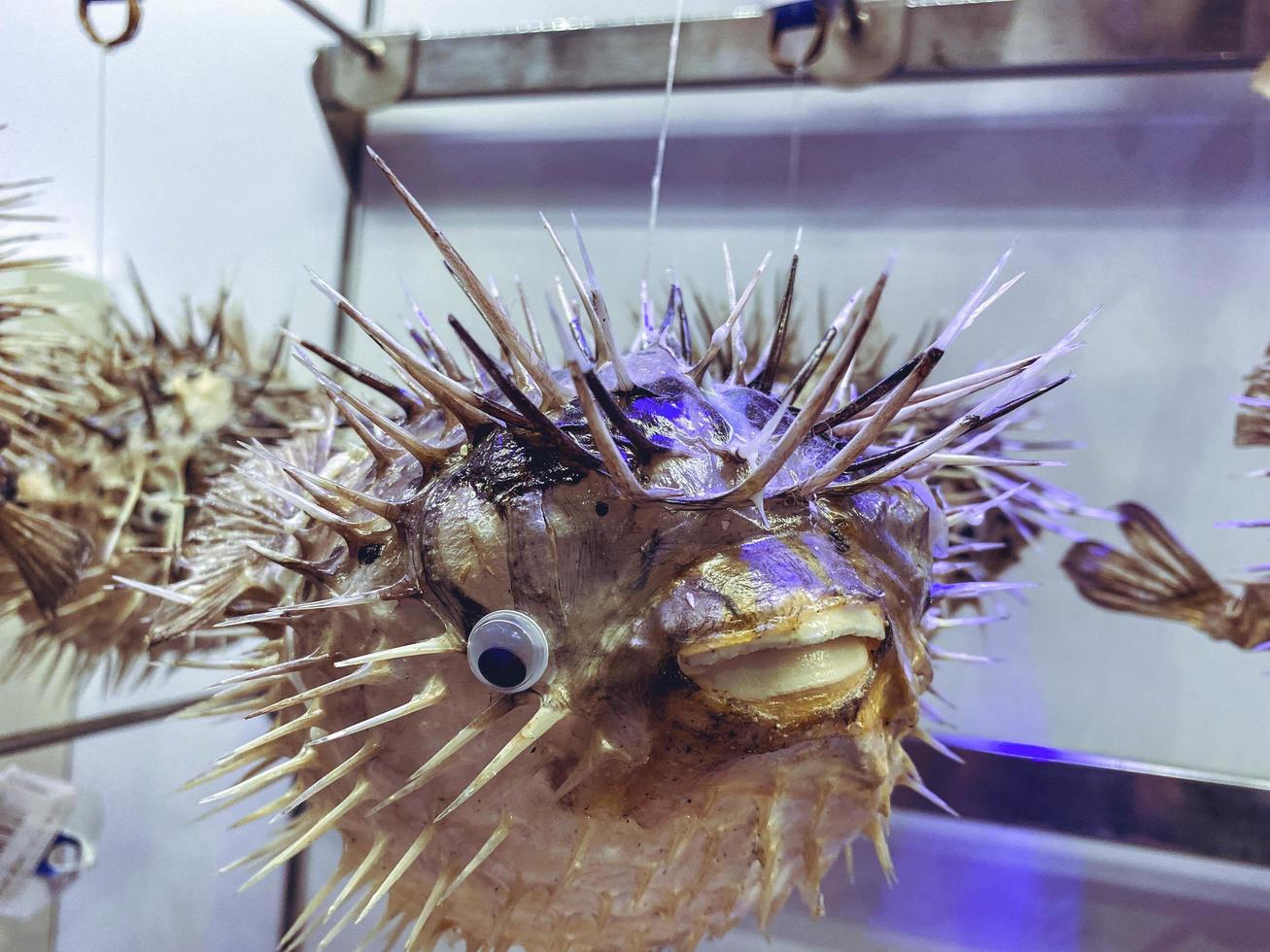 aquarium with fish. underwater marine animals, corals, plants. under water, the sea urchin released its spines. fish are protected from danger photo