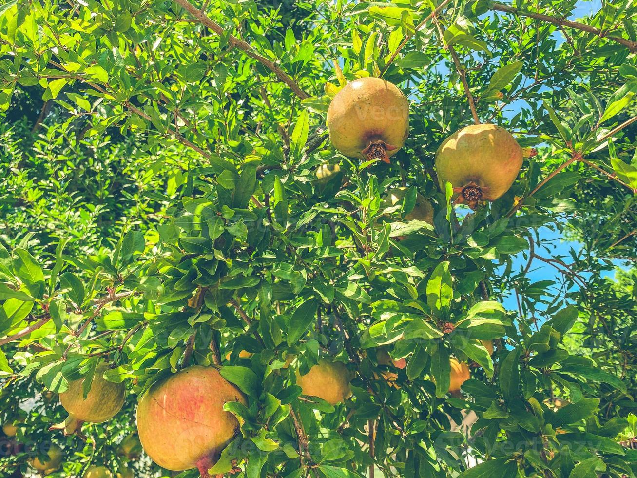 yellow pomegranate hanging on a tree branch. pomegranate tree in a hot, tropical country. edible vitamin fruits. vegan products, eco farm food photo