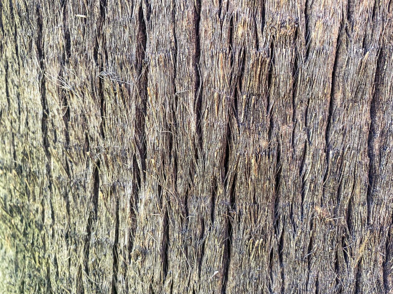 Texture of palm bark macro. Palm tree large trunk detailed structure background and texture of bark. Palm trunk and bark close-up. Rough brown palm tree wood bark natural texture background photo