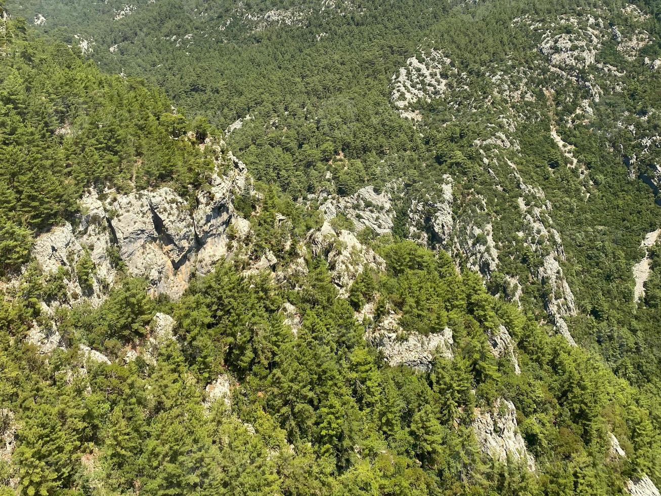 Pristine spruce forest aerial view. Green nature background of fir-tree tops. Drone photo from directly above position