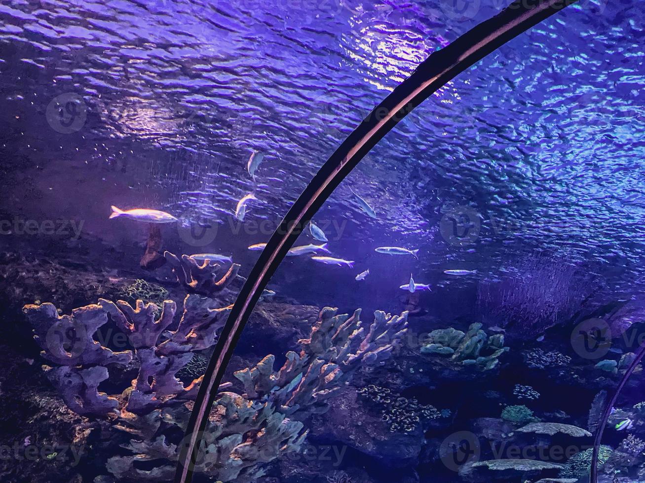 observation of the life of fish in the aquarium. tunnel with underwater world for tourists. construction on black, metal mounts keeps water and fish out photo