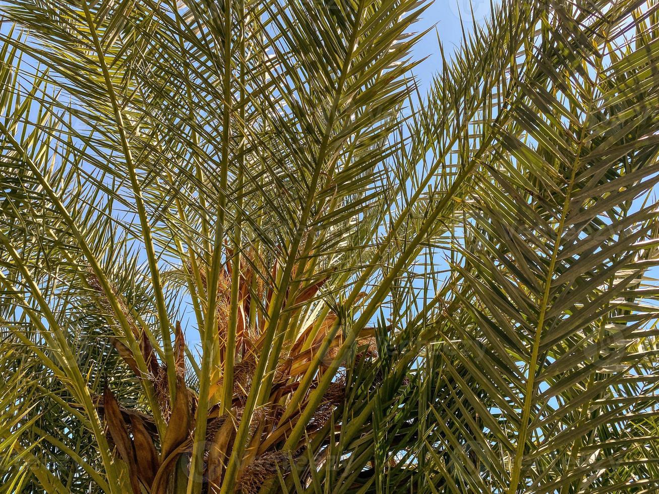 green, lovely oak leaves. tiny green leaves on the tree. exotic plant in a hot country. veined leaf, nature, greenery. large fluffy branch photo