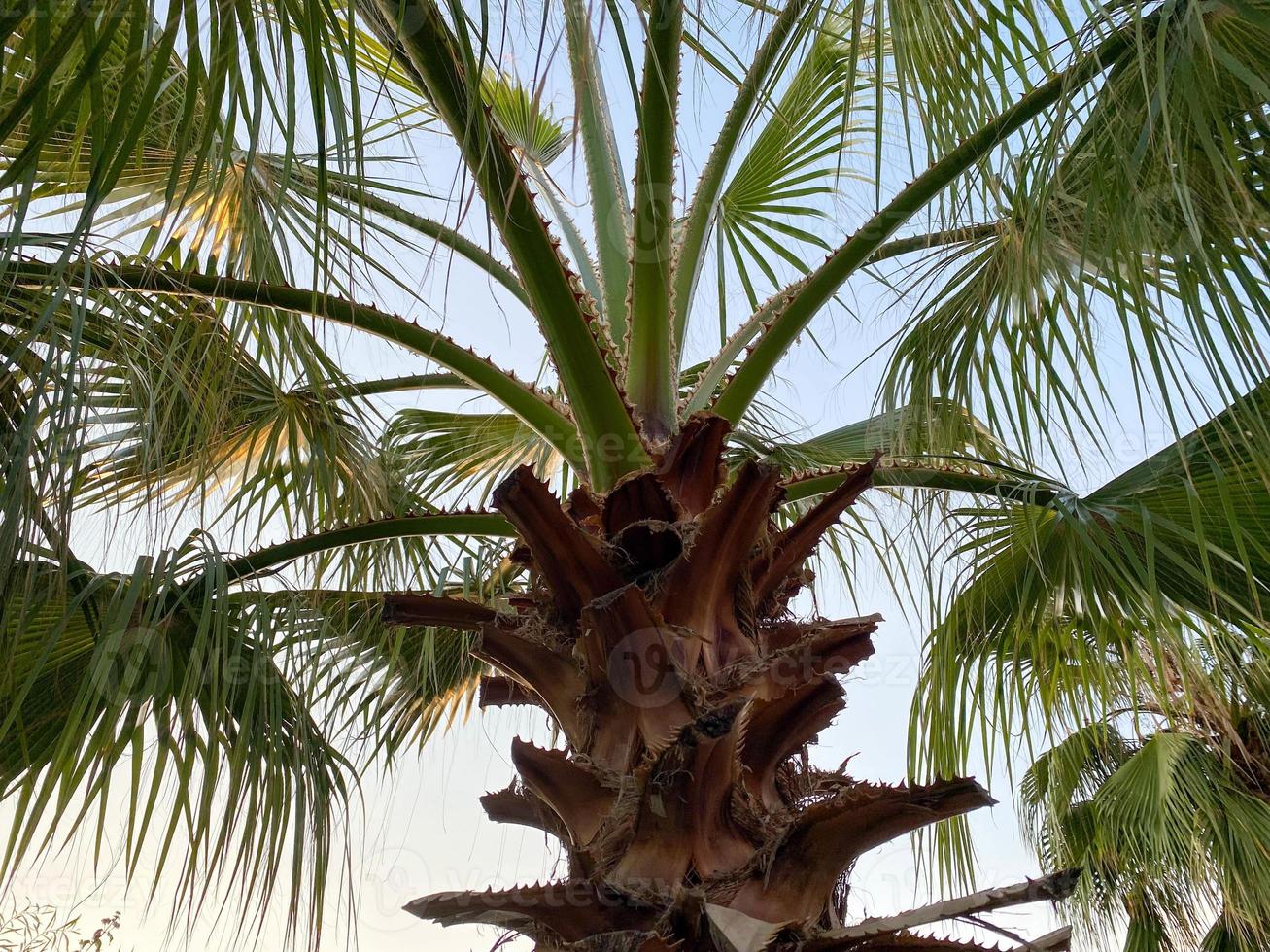 Beautiful palm trees with green fluffy sweeping juicy large leaves against the blue sky in a tourist warm eastern tropical country southern resort. Back background, texture photo