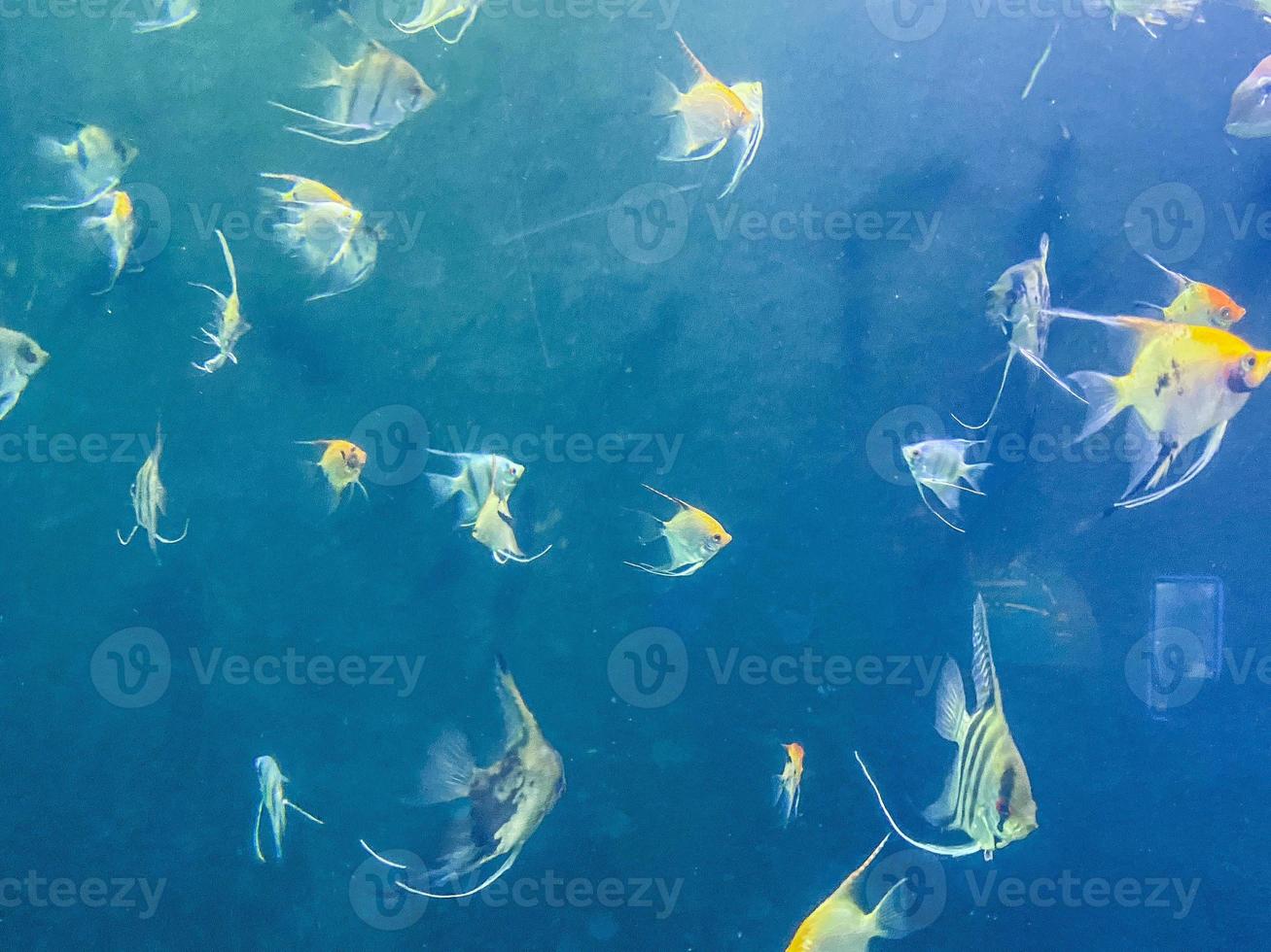 flocks of fish swim under water. multi-colored, yellow angelfish in the aquarium. aquarium fish, exotic animals, underwater world photo