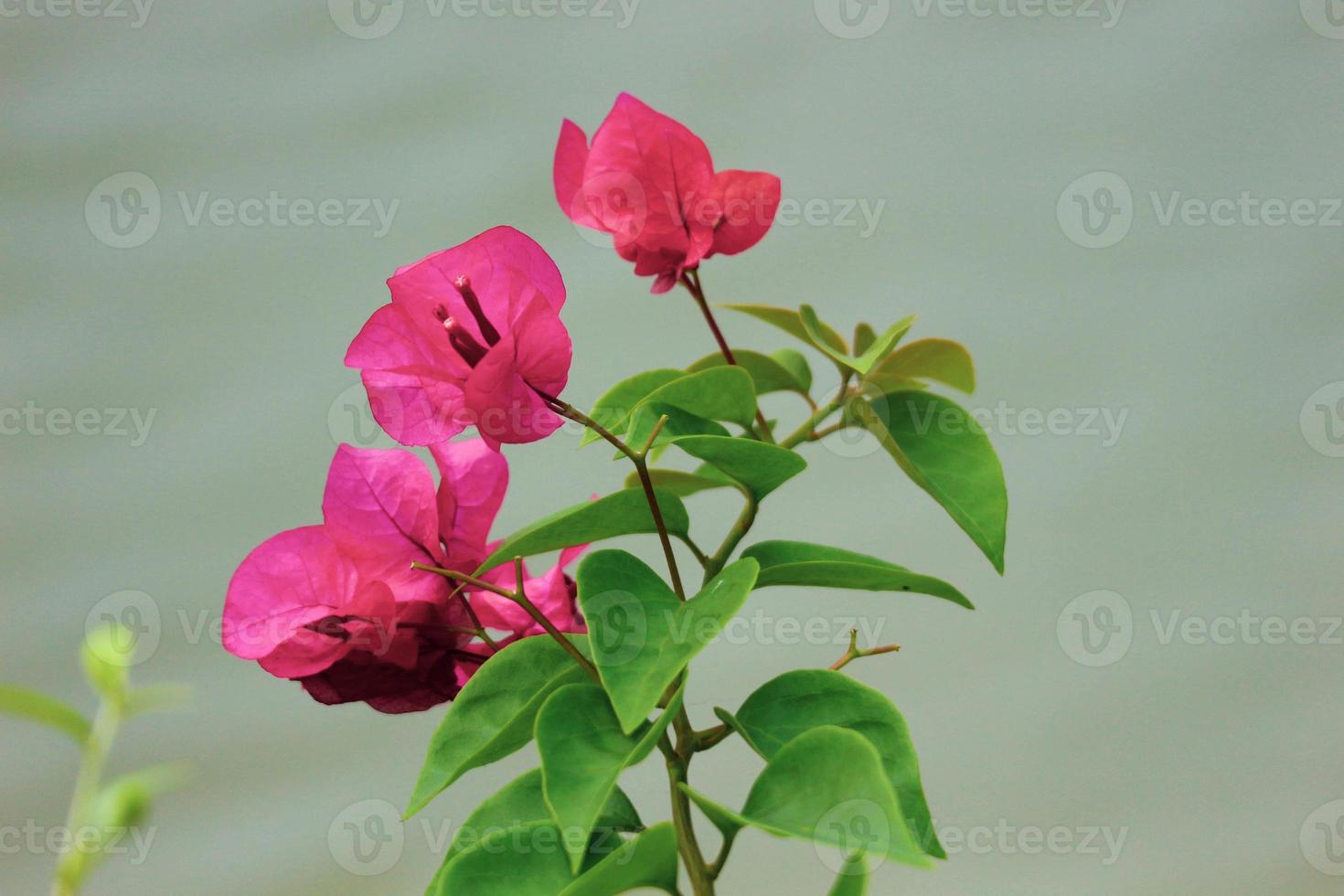 flores de papel o bougenville con flor roja están floreciendo 15583894 Foto de stock en Vecteezy flores de papel o bougenville con flor roja están floreciendo 15583894 Foto de stock en Vecteezy