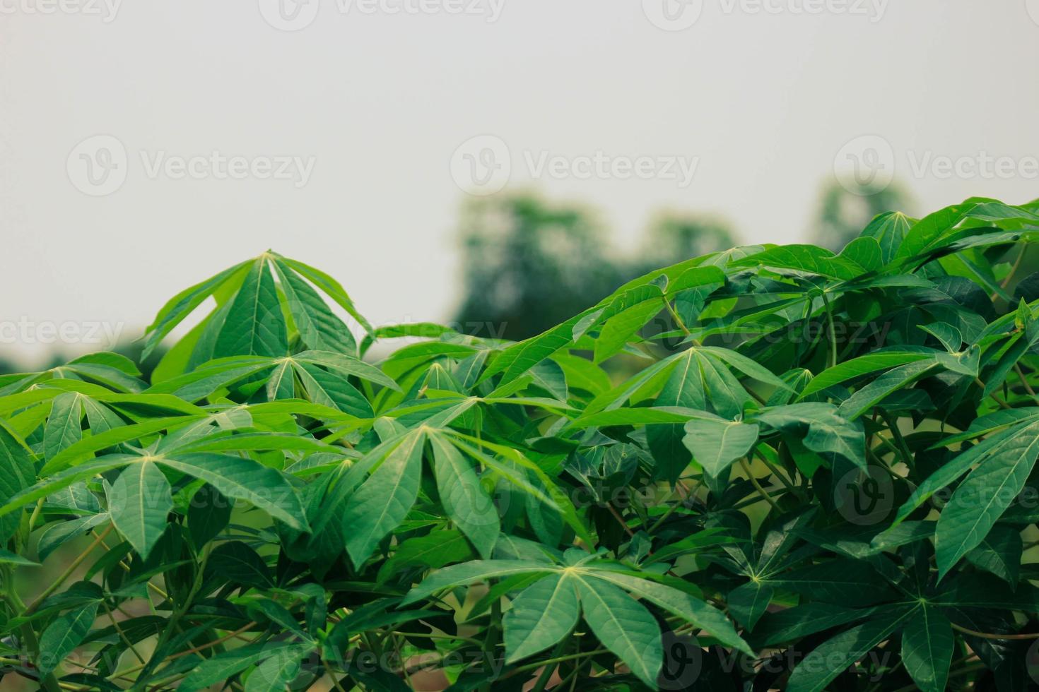 esta es una foto de las hojas de un árbol de yuca que son muy frondosas