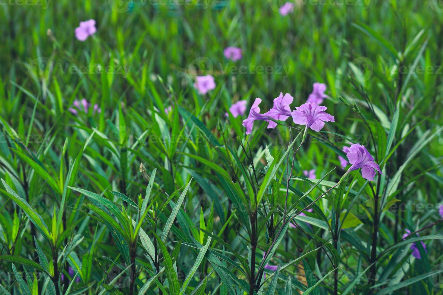 PURPLE KENCANA Ruellia Mexican Or Simplex Pletekan Purple Golden Flower purple-kencana-ruellia-mexican-or-simplex-pletekan-purple-golden-flower