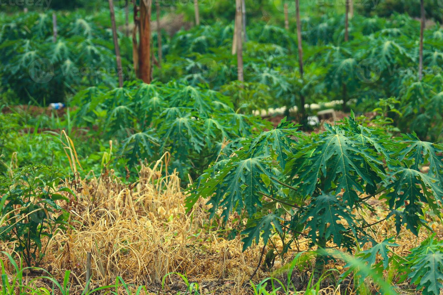 Las hojas de papaya son de un color verde bastante exuberante. foto