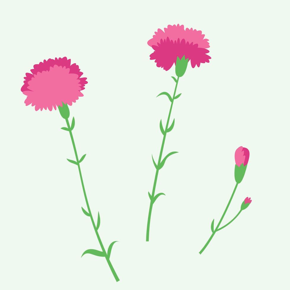 Set of carnations. Beautiful garden flower in flat style. vector