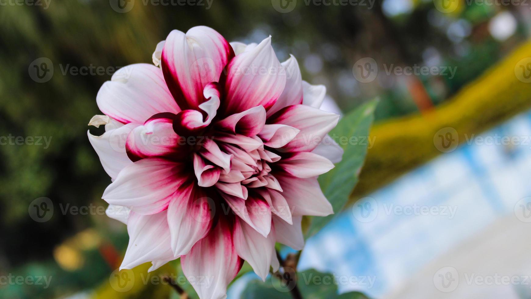 Dahlia white and pink flower photo