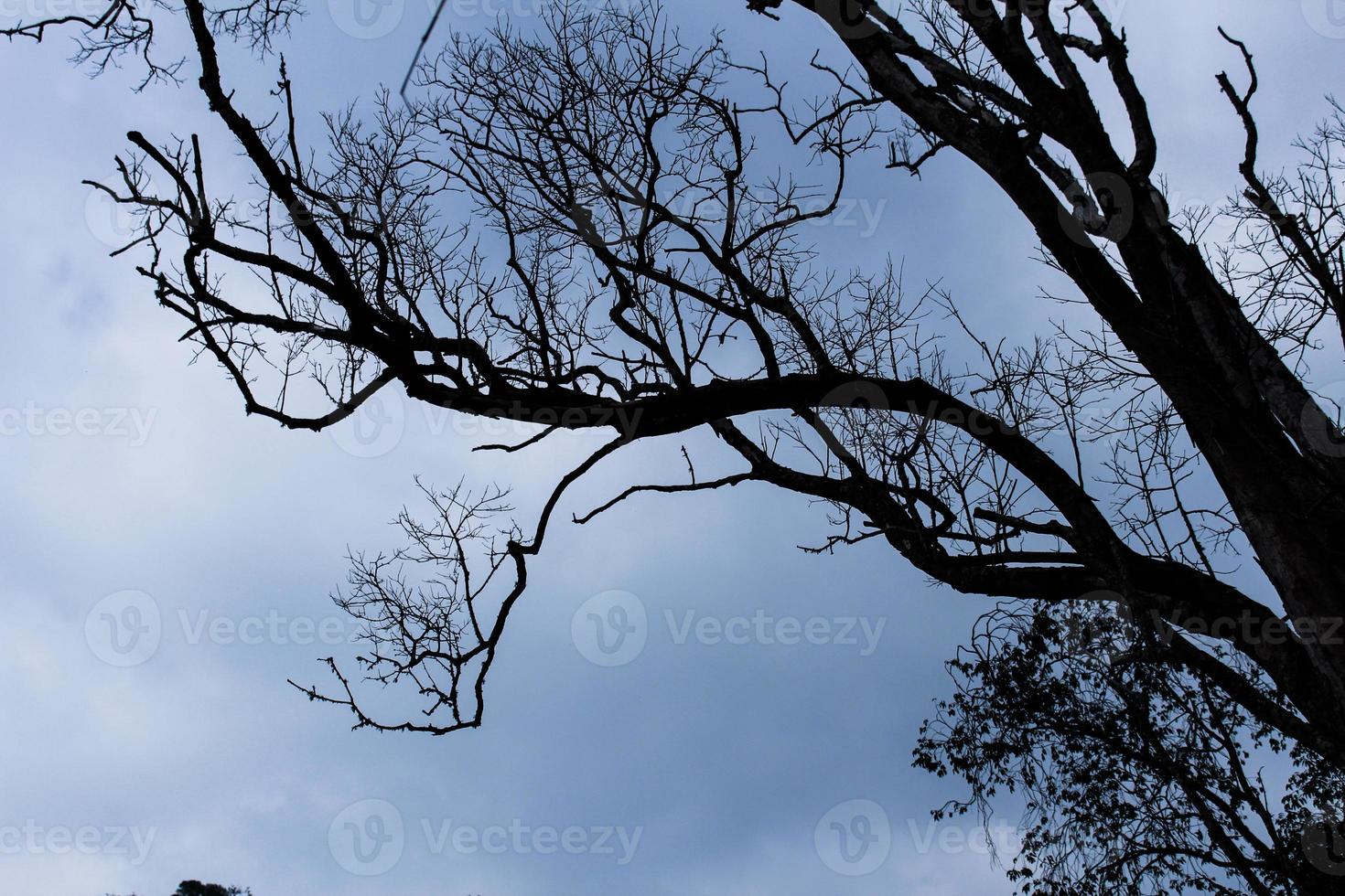 Tree silhouette sky photo