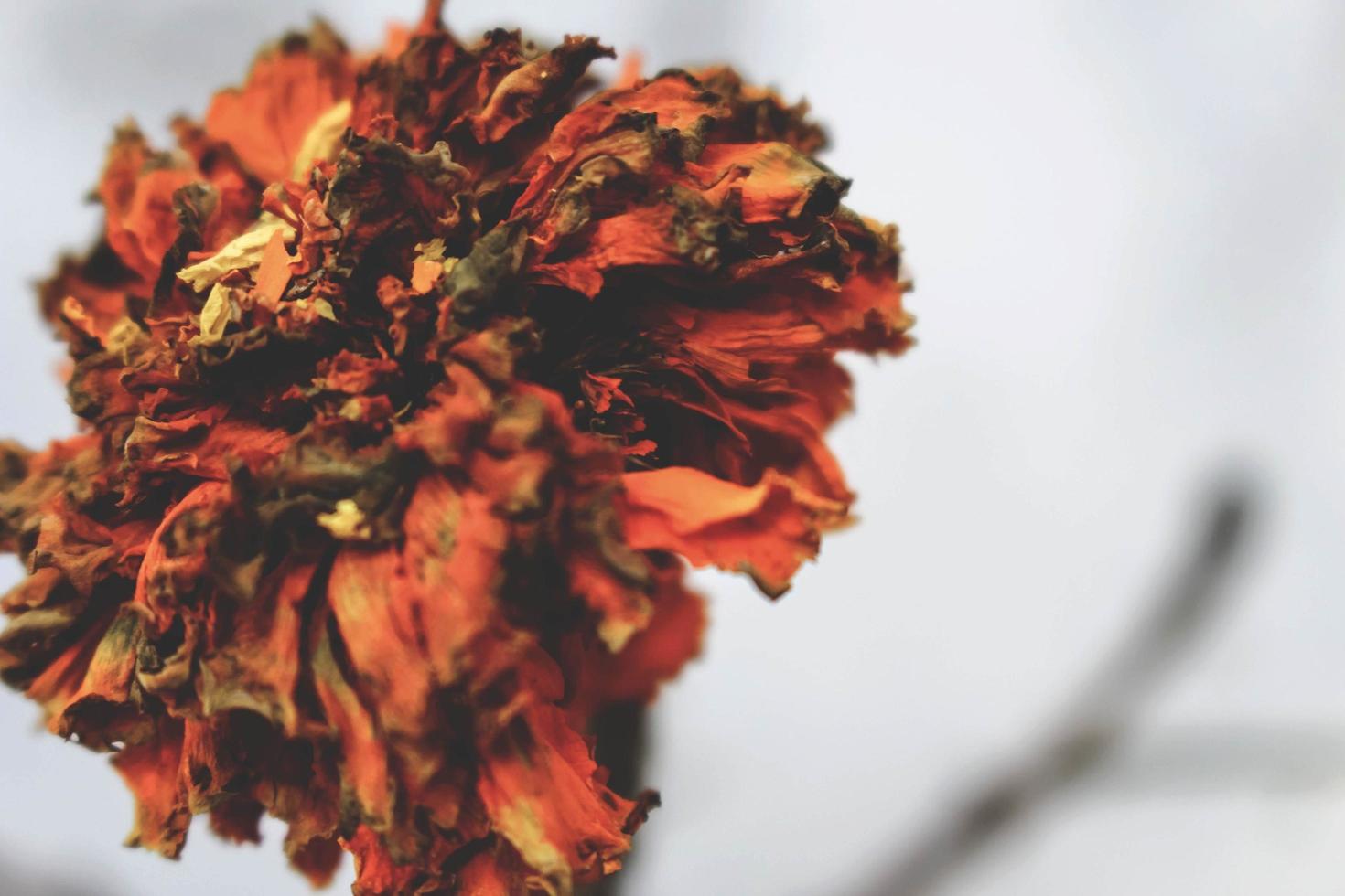 Closeup Of Flower In Outdoor Garden photo