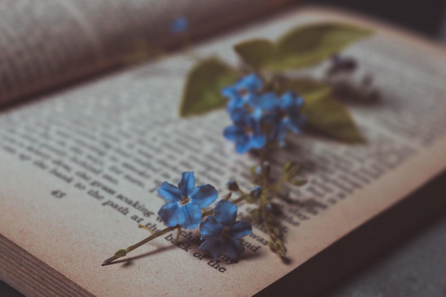 diminutas flores moradas en un viejo libro vintage foto