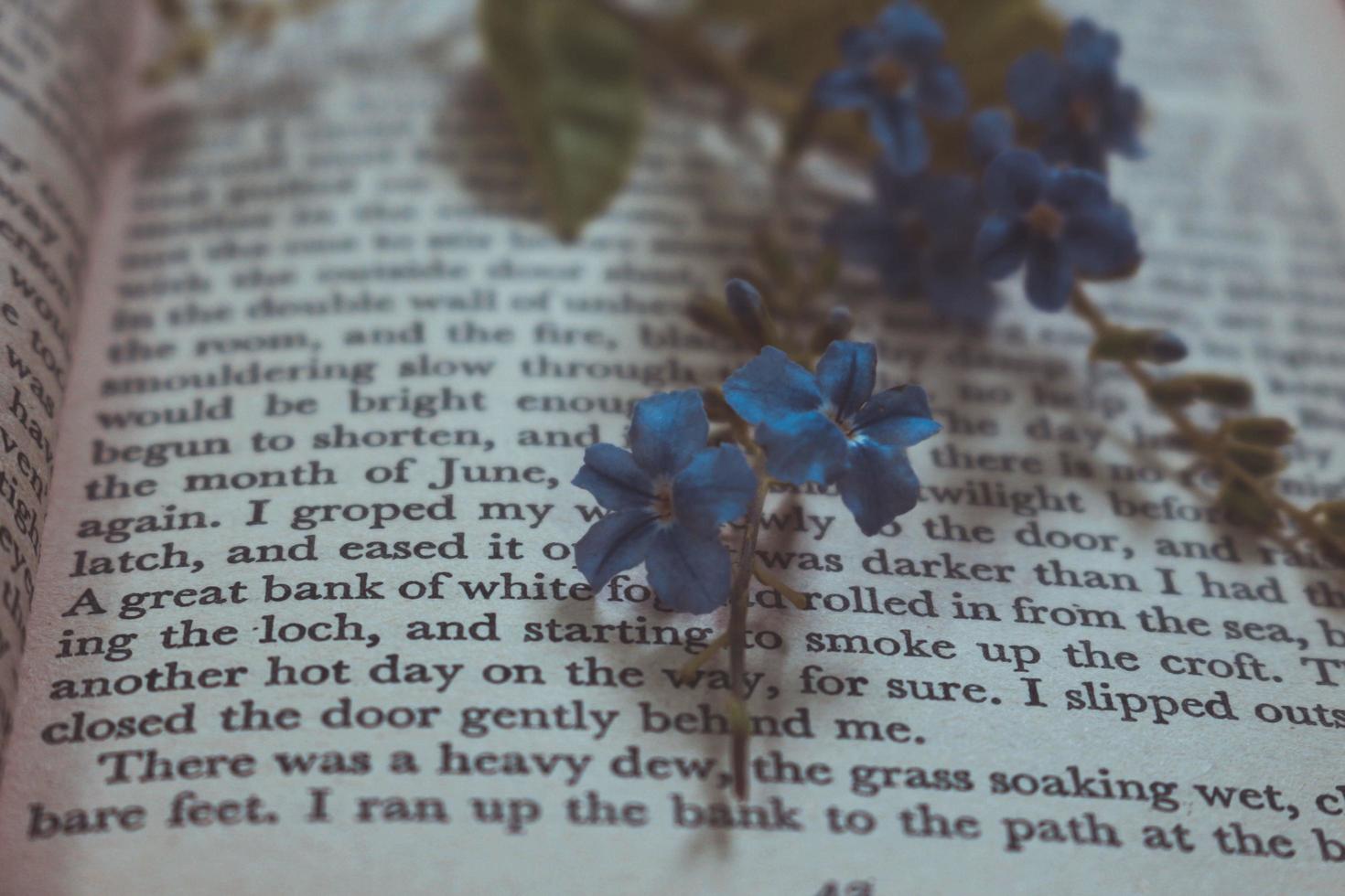 Tiny Purple Flowers In Old Vintage Book photo