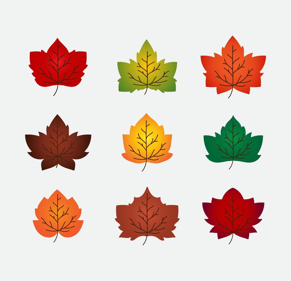 Set of autumn leaves vector