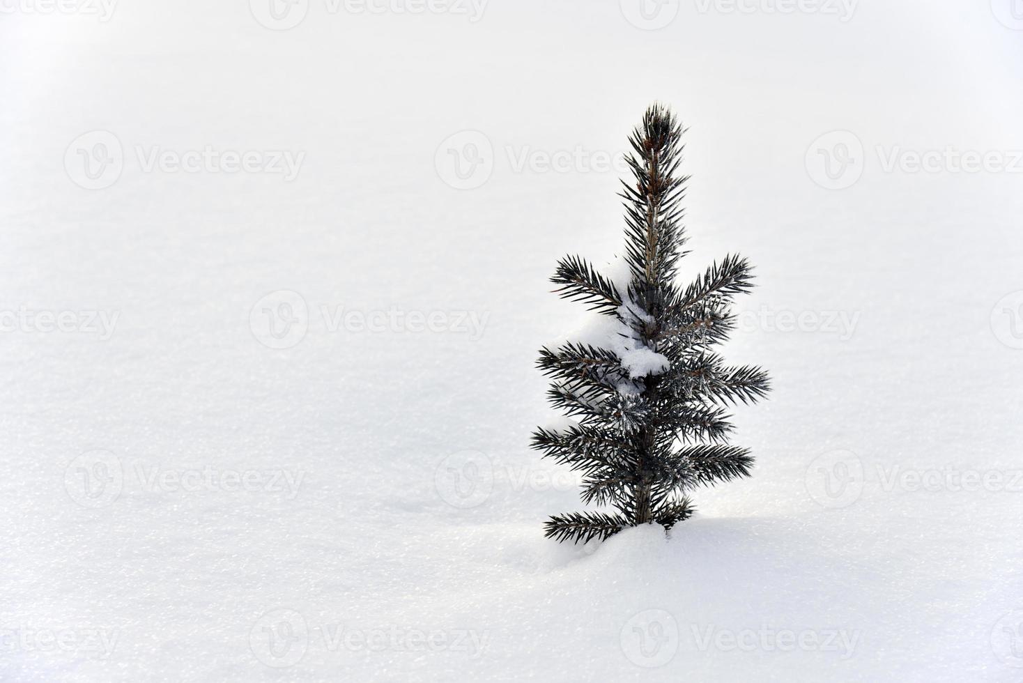 A small pine tree in the snow in the winter afternoon. A beautiful little Christmas tree in a winter field. Frozen spruce. photo