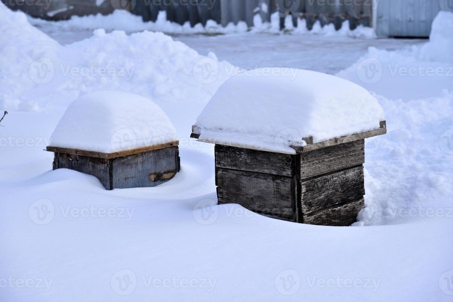 cajas de madera para proteger las flores bajo la nieve. cajas en ventisqueros en invierno. foto