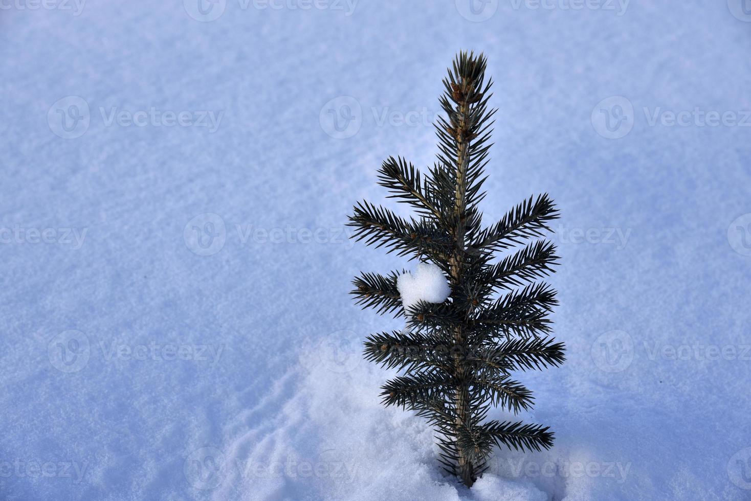 A small pine tree in the snow in the winter afternoon. A beautiful little Christmas tree in a winter field. Frozen spruce. photo