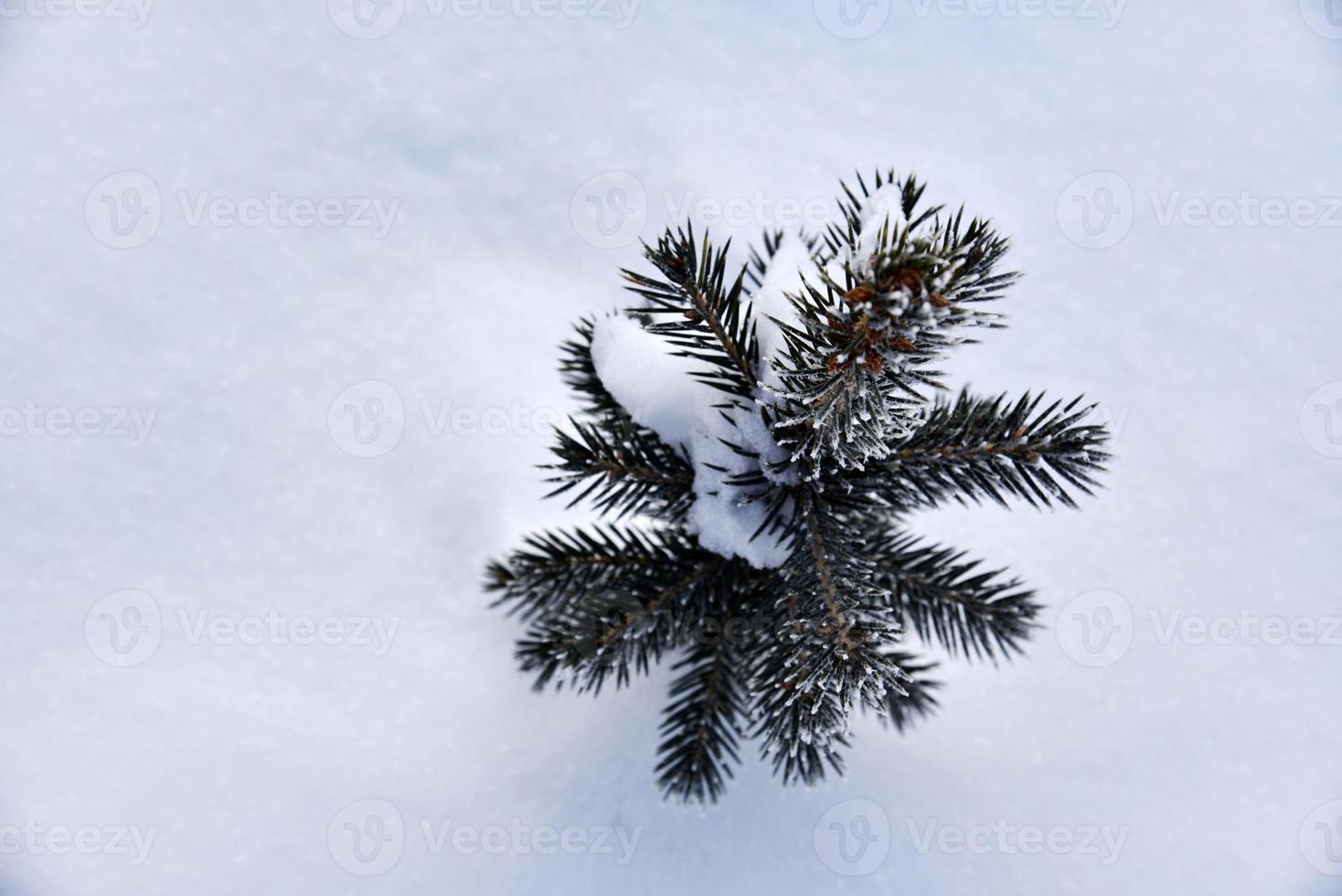 A small pine tree in the snow in the winter afternoon. A beautiful little Christmas tree in a winter field. Frozen spruce. photo
