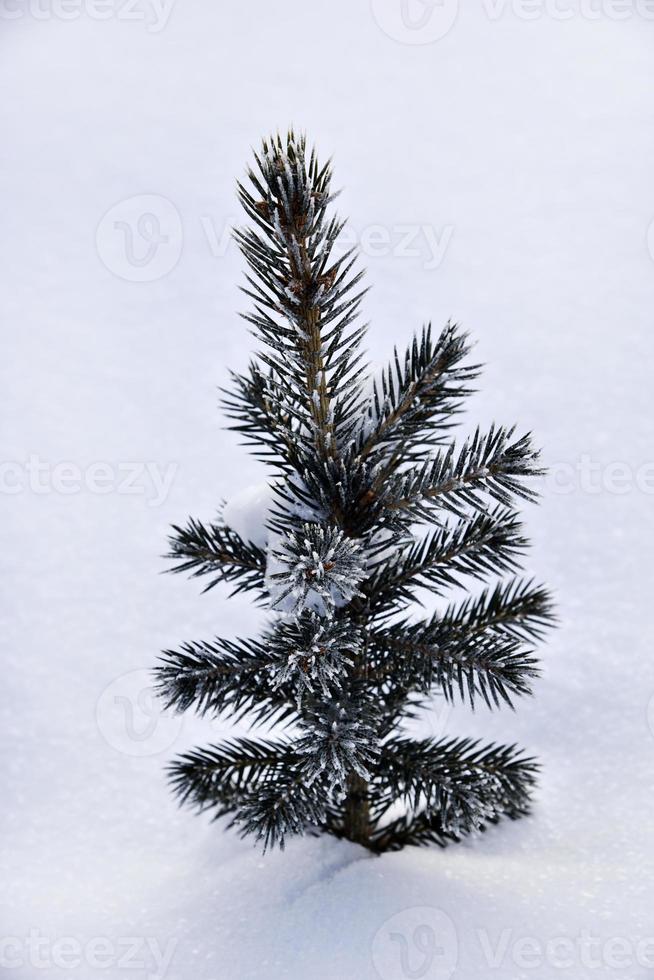 A small pine tree in the snow in the winter afternoon. A beautiful little Christmas tree in a winter field. Frozen spruce. photo