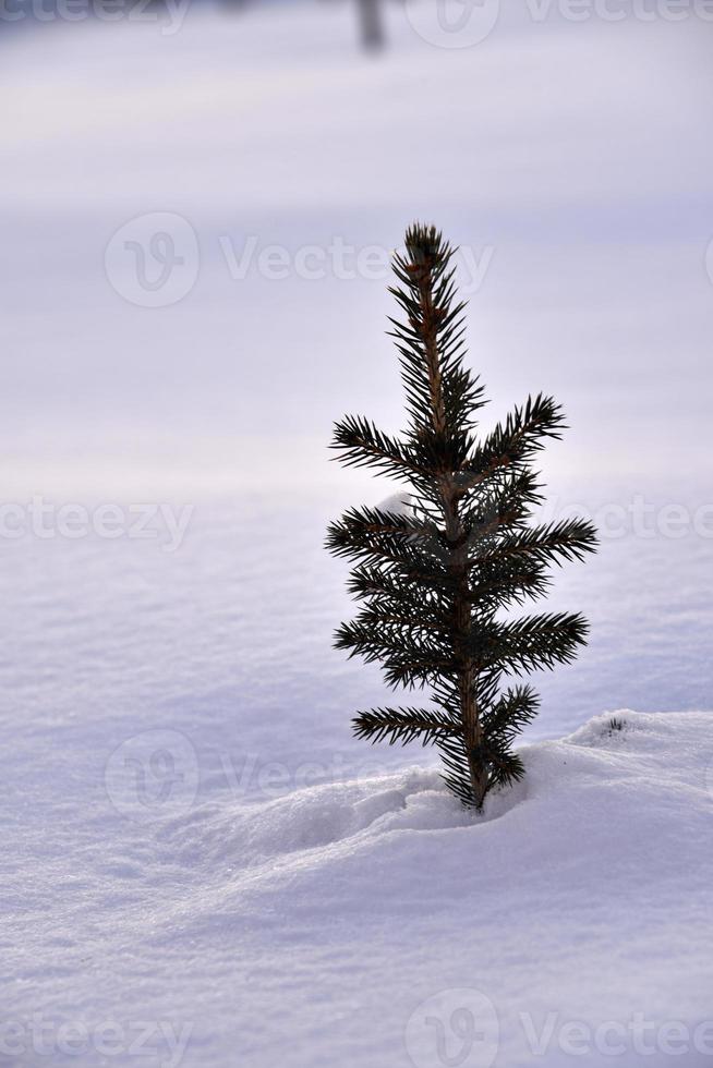A small pine tree in the snow in the winter afternoon. A beautiful little Christmas tree in a winter field. Frozen spruce. photo