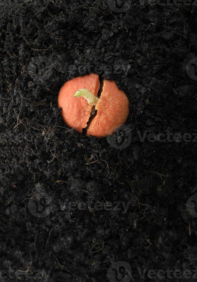 Top view of avocadoTop view of avocado sprout from oraange germinated seed in soil humus. sprout from germinated seed in soil humus. photo