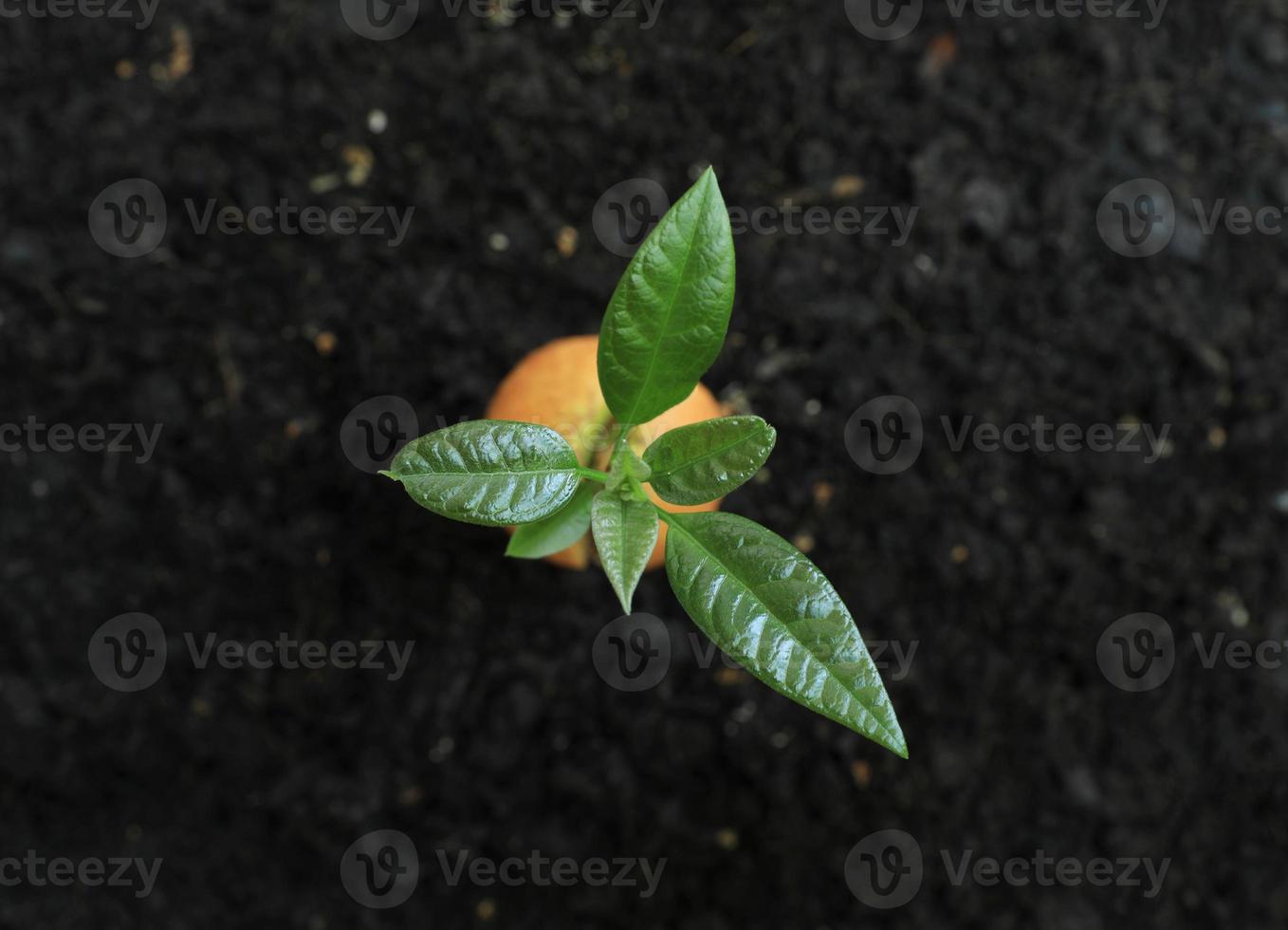 brote de aguacate y semilla germinada del suelo. foto